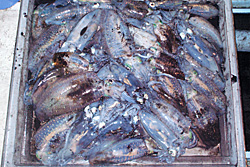 2008/10/15